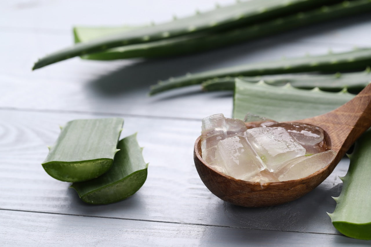 Discover the benefits of Aloe Vera for your hair